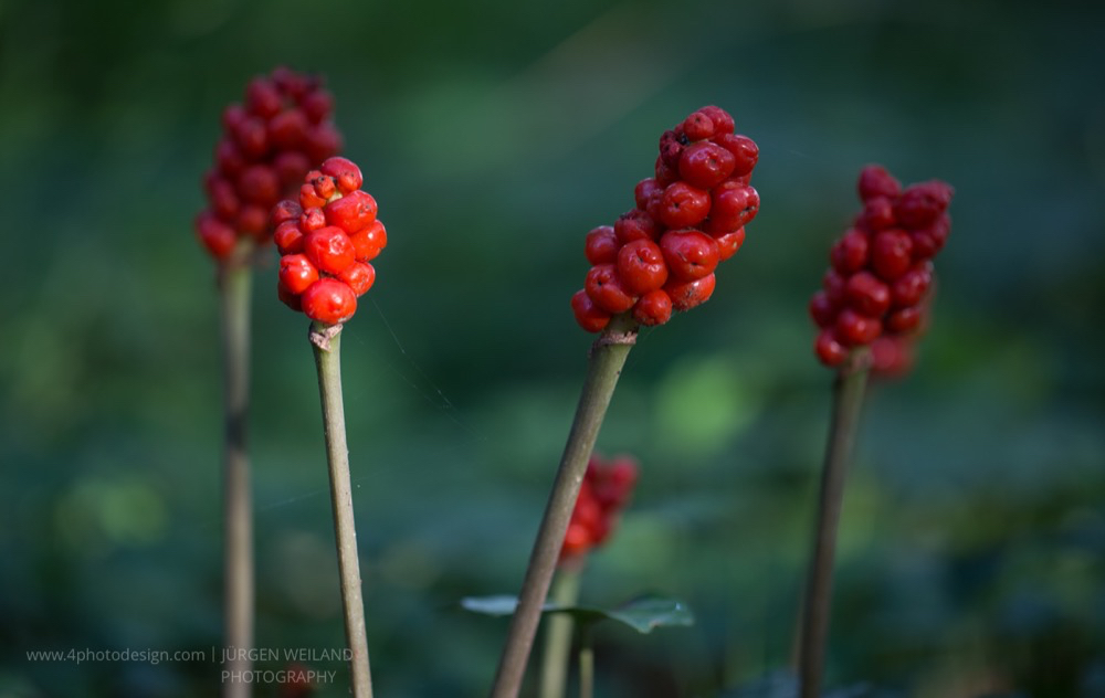 Arum maculatum Gefleckter Aronstab Cuckoo Pint.jpg