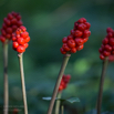 Arum maculatum Gefleckter Aronstab Cuckoo Pint.jpg