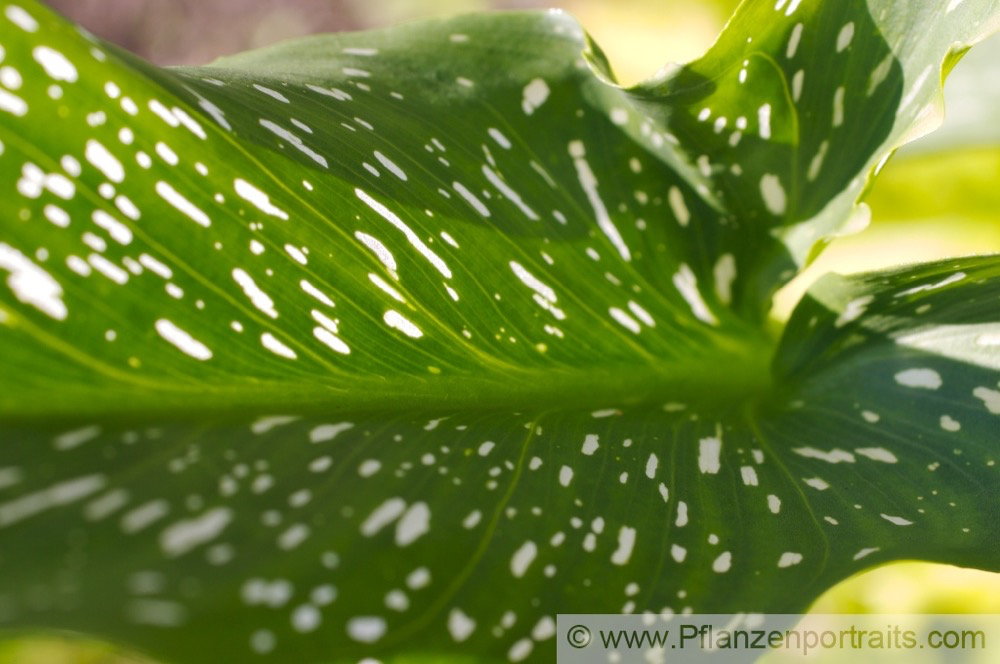 Zantedeschia albomaculata  Gefleckte Kalla Spotted Arum 2.jpg