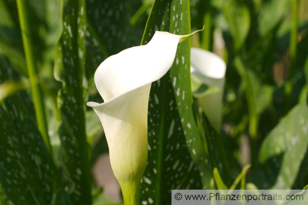 Zantedeschia albomaculata  Gefleckte Kalla Spotted Arum.jpg