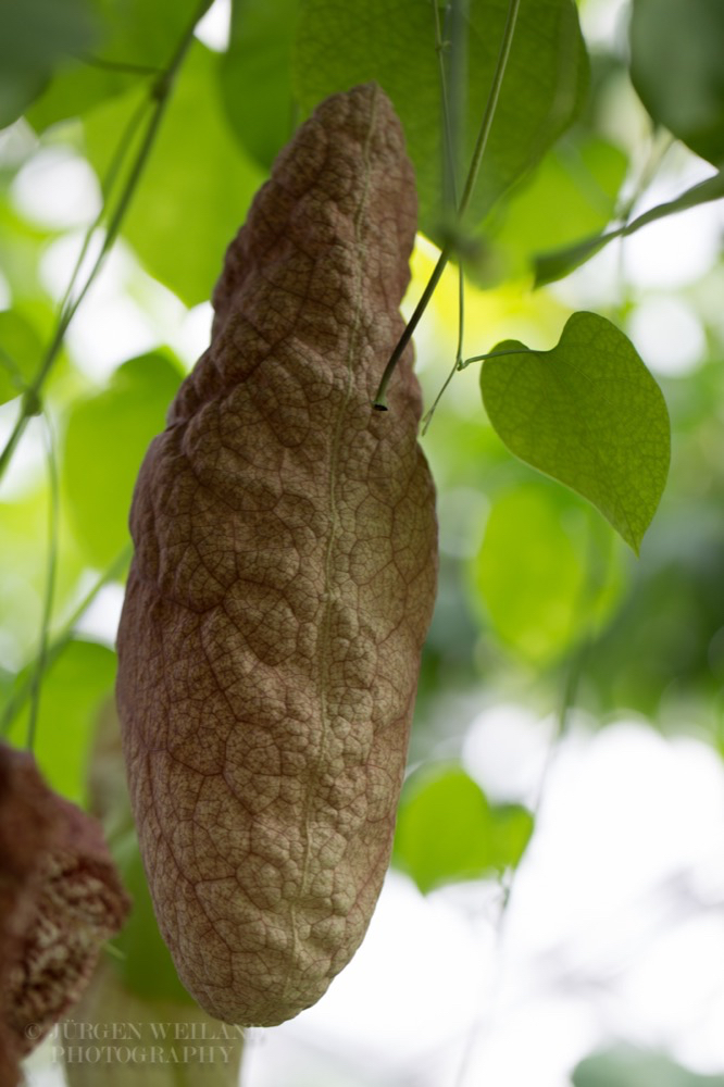 Aristolochia gigantea Pfeifenblume Giant Pelican Flower 2.jpg