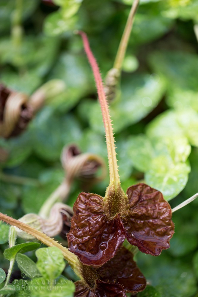 Aristolochia lindneri.jpg