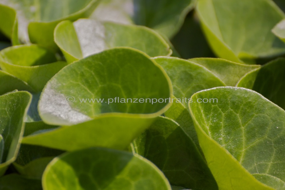 Asarum europeum Haselwurz European Wild Ginger.jpg