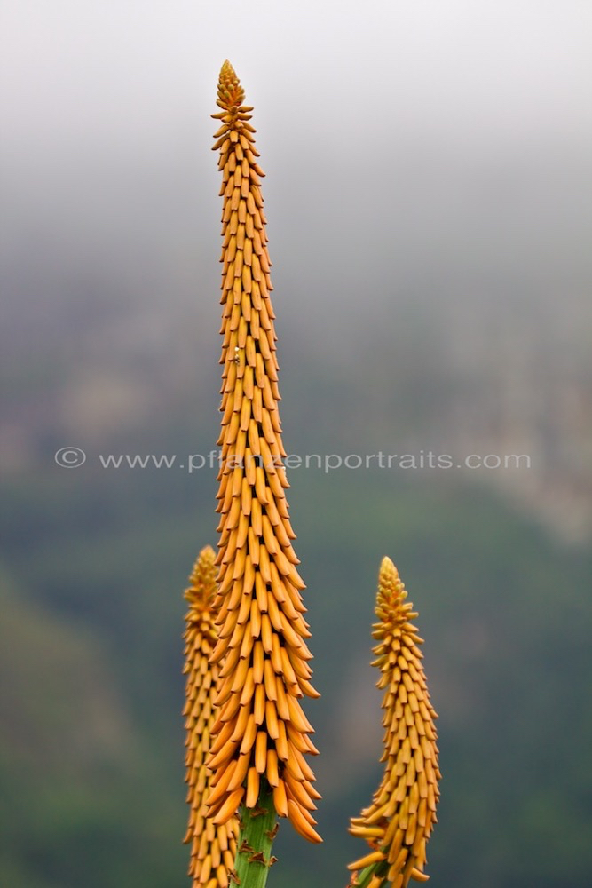 Aloe arborescens ferox Krantz Aloe.jpg