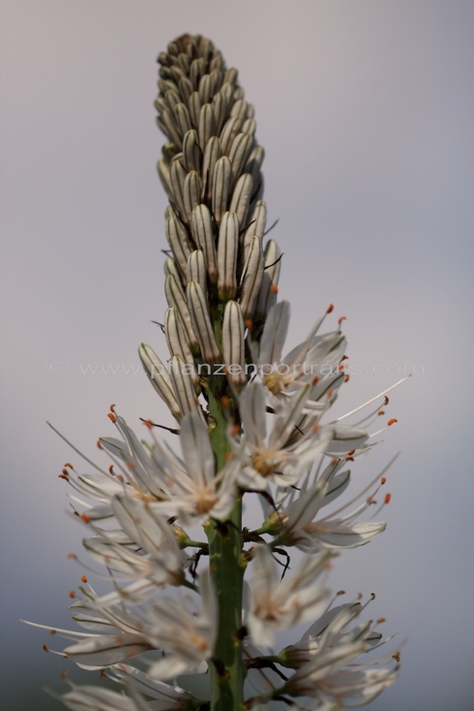 Asphodelus albus Affodill White asphodel.jpg