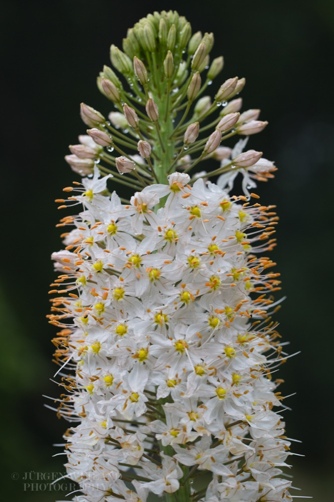 Eremurus robustus Turkestan Lilienschweif.jpg