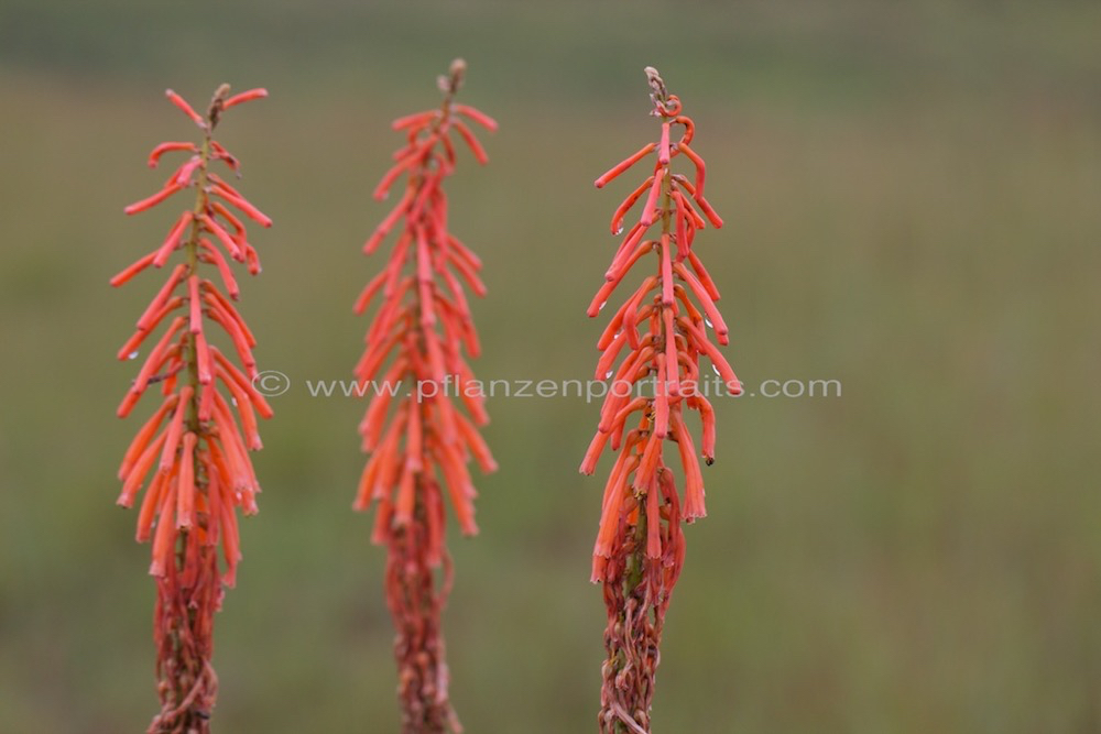 Kniphofia angustifolia Grass leaved Poker.jpg