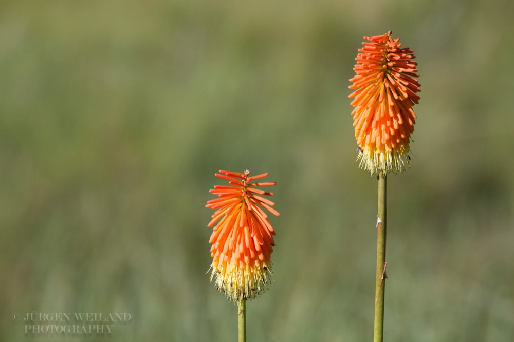 Kniphofia caulescens Lesotho Red-hot Poker-2.jpg