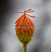 Kniphofia fluviatilis E_River Poker.jpg