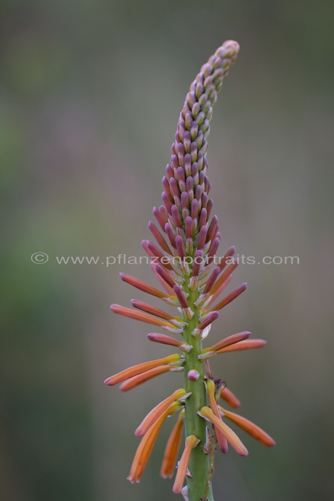 Kniphofia laxiflora Slender Poker.jpg