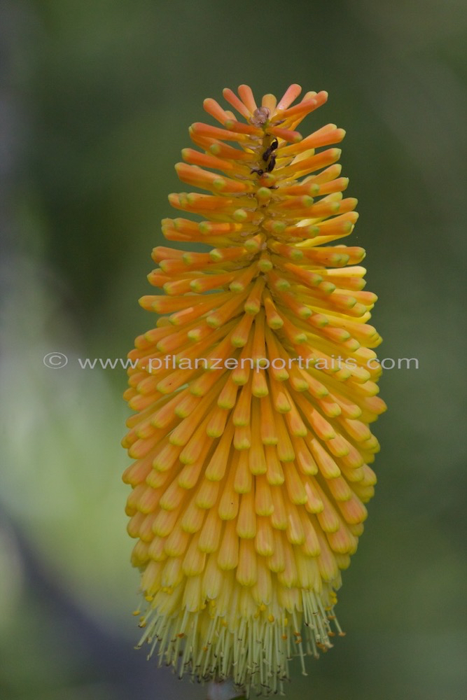 Kniphofia uvaria.jpg