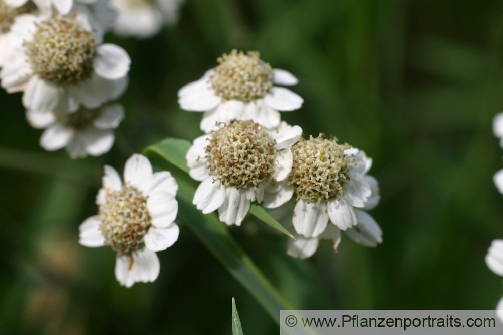 Achillea ptarmica Sumpf Schafgarbe Sneezewort 3.jpg