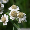 Achillea ptarmica Sumpf Schafgarbe Sneezewort 3.jpg