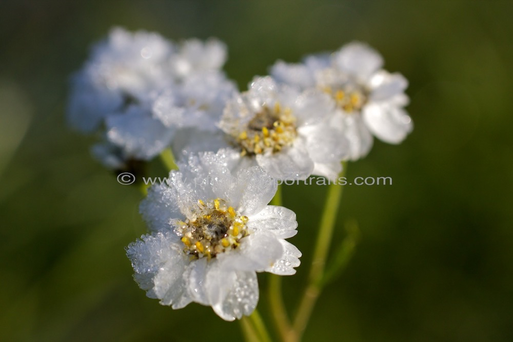 Achillea ptarmica Sumpf Schafgarbe Sneezewort.jpg