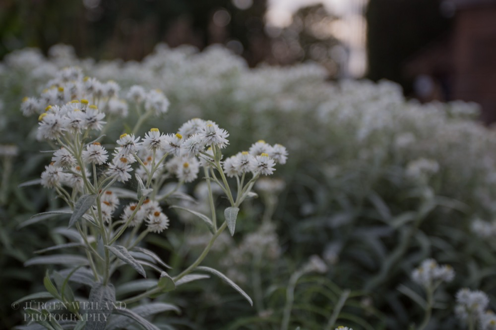 Anaphalis margaridacea Silberimmortelle Pearly everlasting.jpg