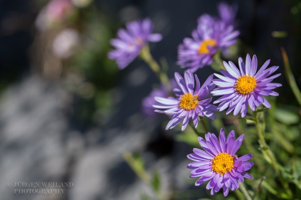 Aster alpinus Alpen-Aster.jpg