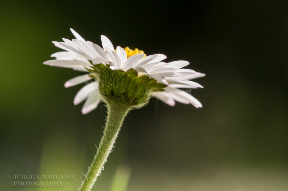 Bellis perennis Gänseblümchen Tausendschön Daisy.jpg