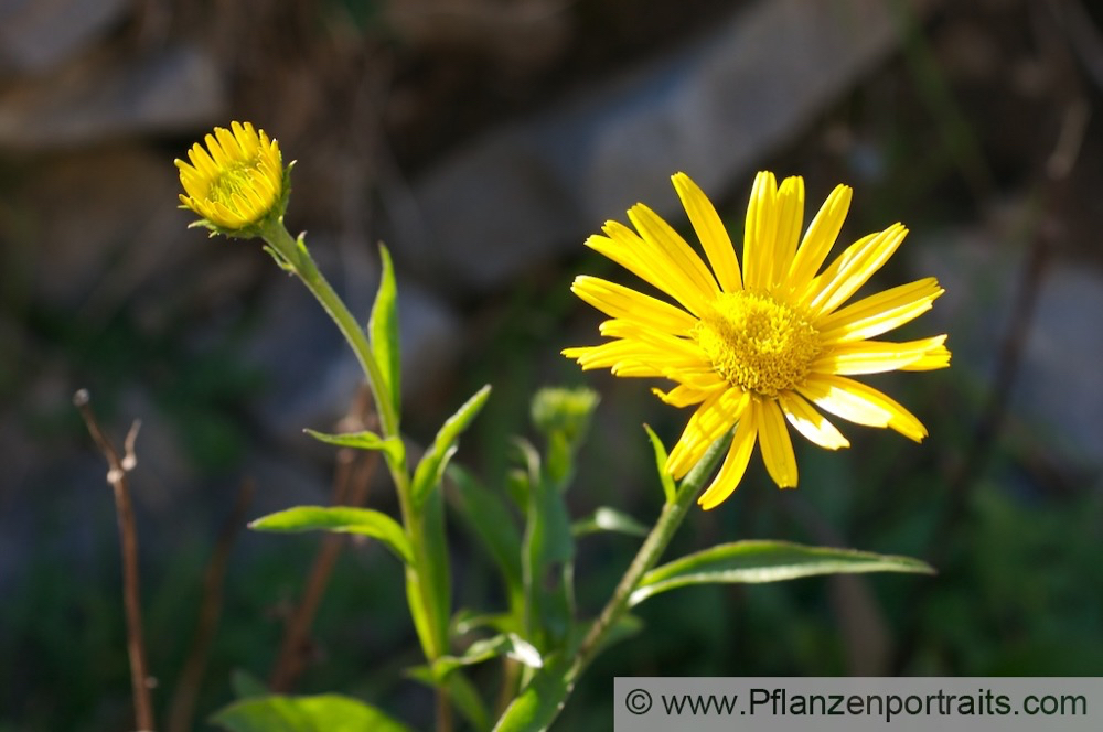 Buphthalmum salicifolium Weidenblaettriges Ochsenauge Yellow Ox Eye.jpg