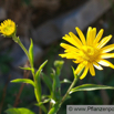 Buphthalmum salicifolium Weidenblaettriges Ochsenauge Yellow Ox Eye.jpg