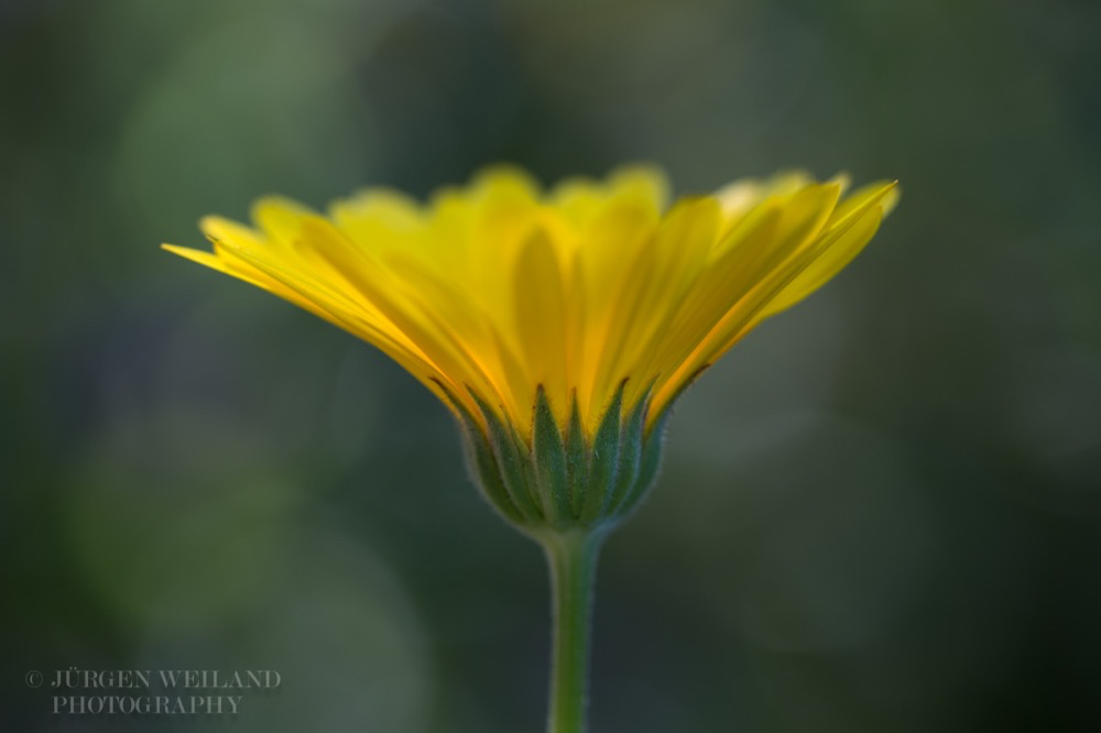 Calendula officinalis Ringelblume Marigold 3.jpg