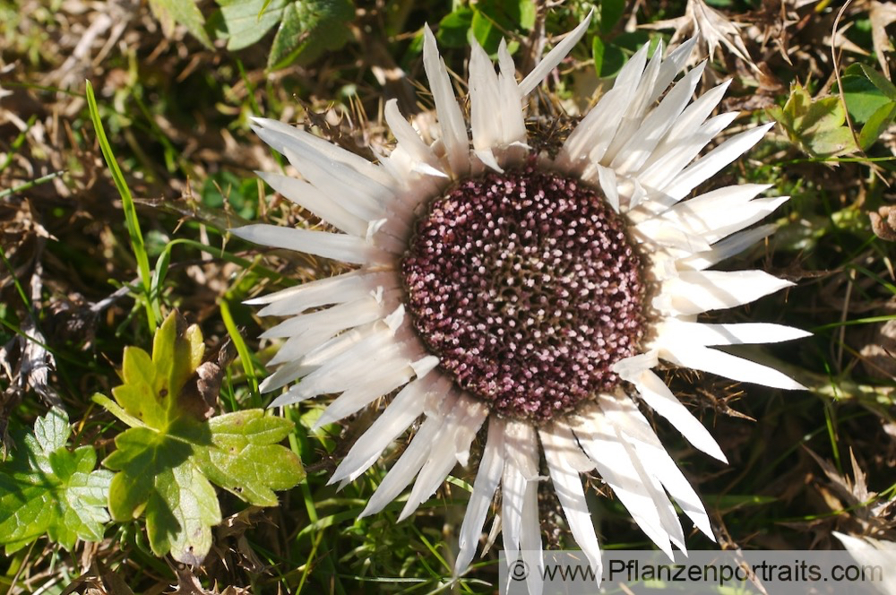 Carlina acaulis Silberdiste Grosse Eberwurz  Stemless Carline Thistle.jpg