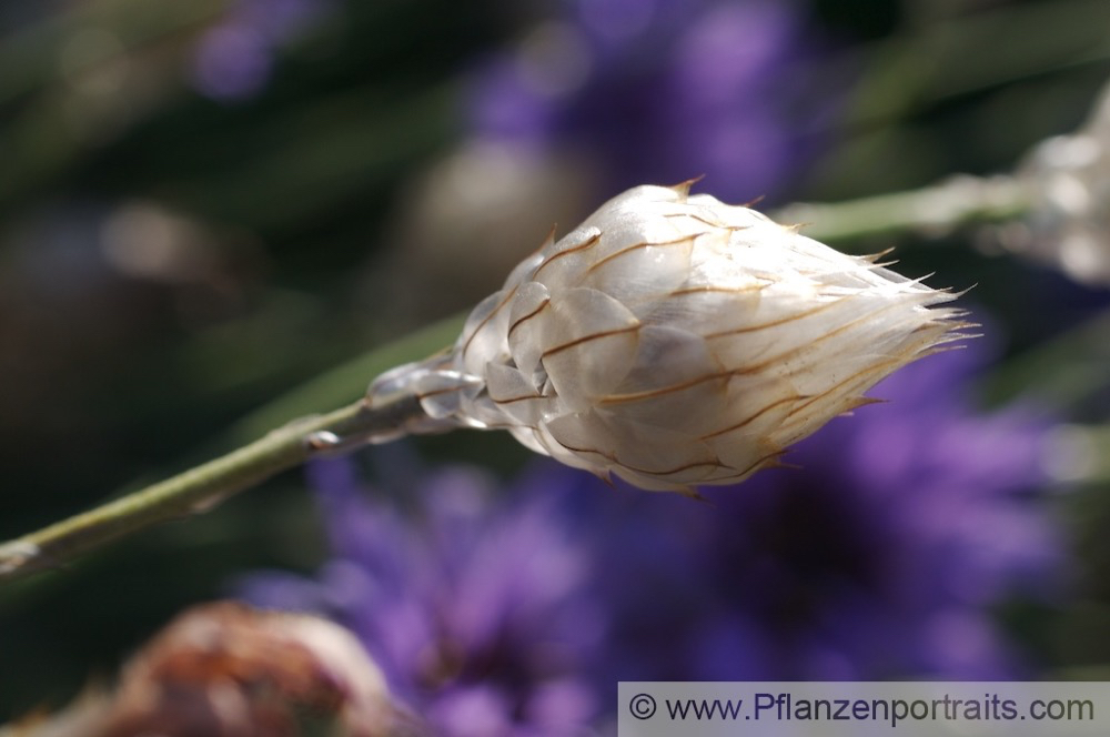 Catananche caerulea Amorpfeil Blaue Rasselblume Cupids Dart 2.jpg