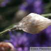 Catananche caerulea Amorpfeil Blaue Rasselblume Cupids Dart 2.jpg