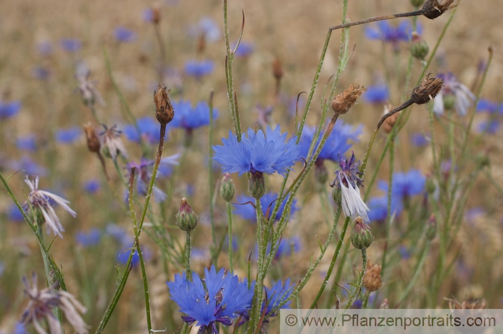 Centaurea cyanus Kornblume Cornflowe Bachelors Button.jpg