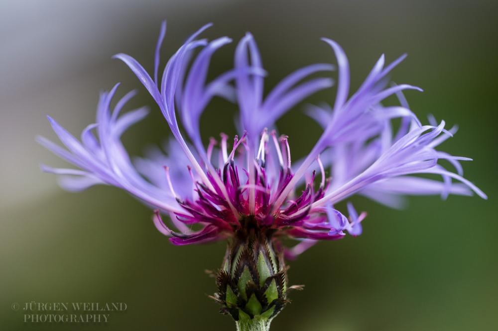 Centaurea jacea Wiesenflockenblume brown knapweed.jpg