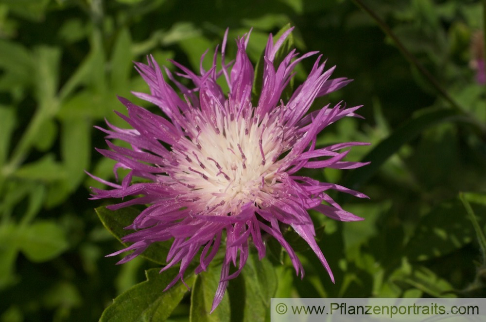 Centaurea pulcherrima Silber-Flockenblume Star Thistle Knapweed.jpg