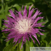 Centaurea pulcherrima Silber-Flockenblume Star Thistle Knapweed.jpg