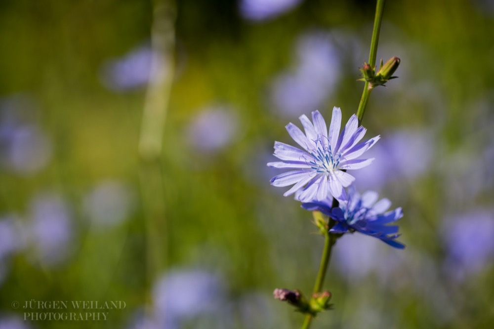 Cichorium intybus Wegwarte Common chicory 2.jpg