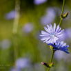 Cichorium intybus Wegwarte Common chicory 2.jpg