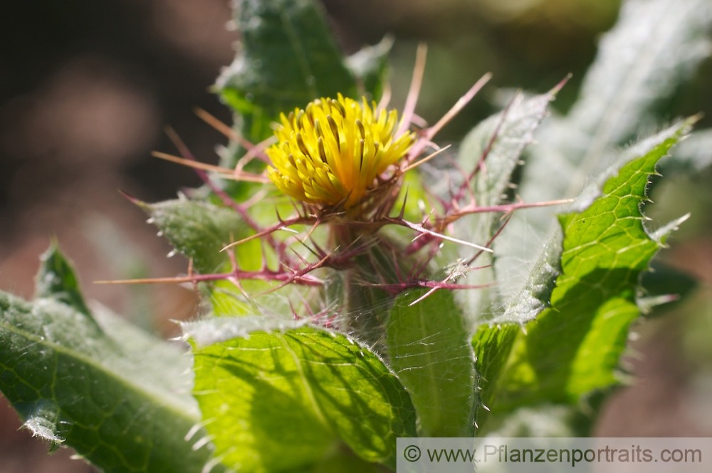 Cnicus benedictus Benediktenkraut Bitterdistel Blessed Thistle 1.jpg