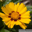 Coreopsis lanceolata Maedchenauge Lance Leaf Tickseed.jpg