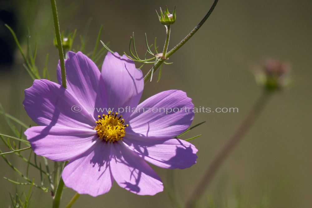 Cosmos bipinnatus Cosmea Schmuckkoerbchen Mexican aster.jpg