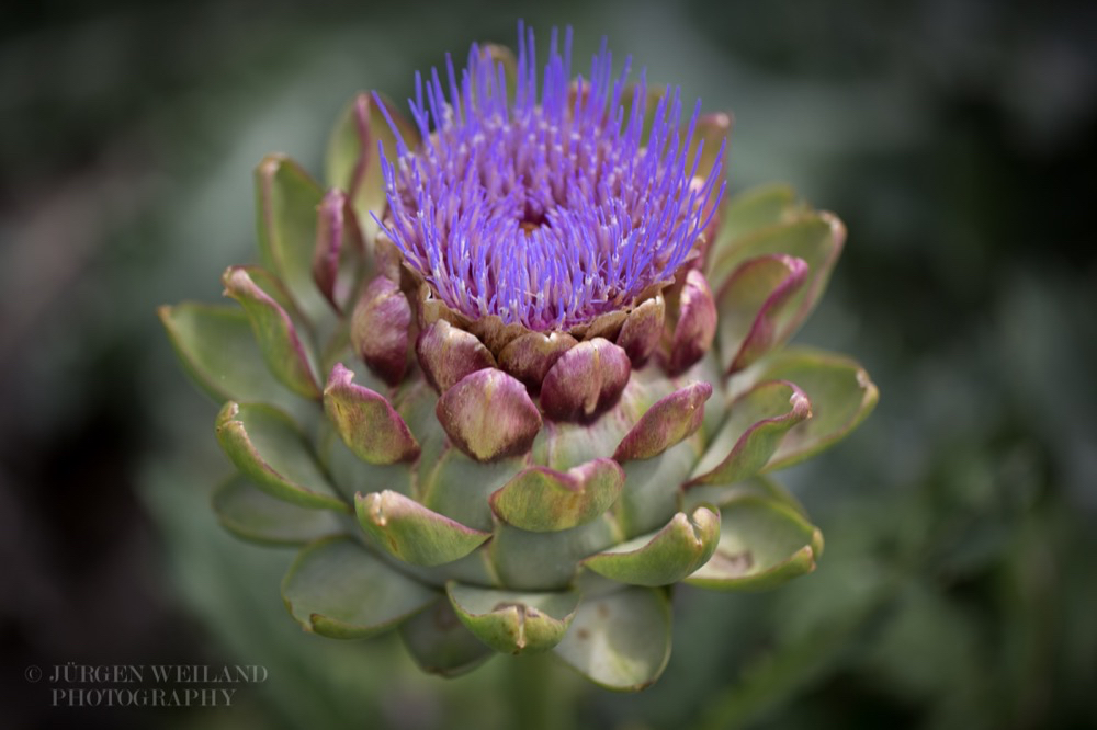 Cynara scolymus Gemuese-Artischocke Globe Artichoke 2.jpg