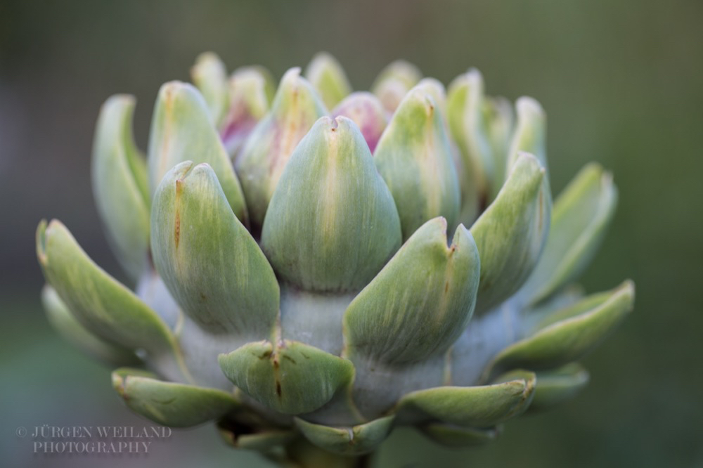 Cynara scolymus Gemüse-Artischocke Globe Artichoke.jpg