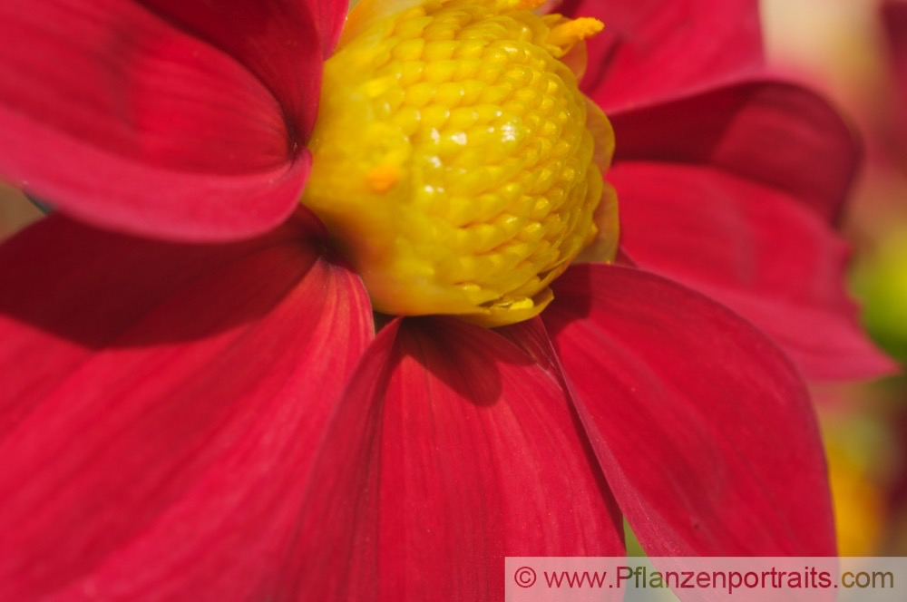 Dahlia coccinea Dahlie Mexiko Dahlia_1.jpg