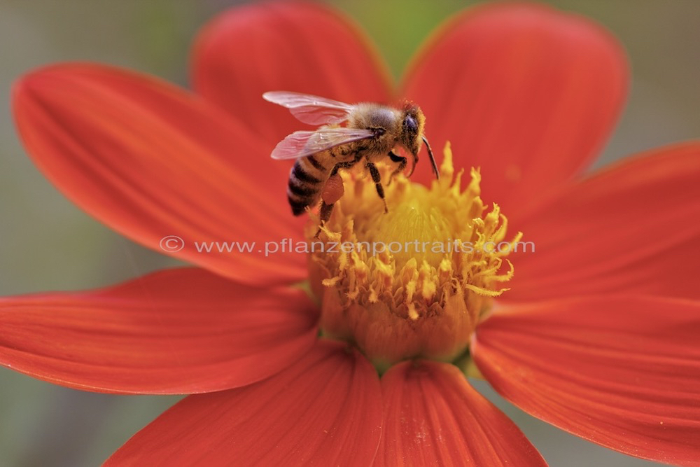 Dahlia pinnata Grossfiedrige Dahlie.jpg