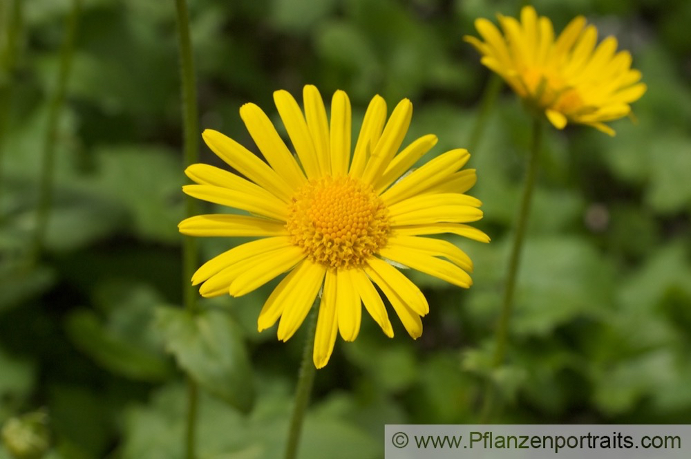 Doronicum columnae Herzblaettrige Gaemswurz  Leopards Bane.jpg