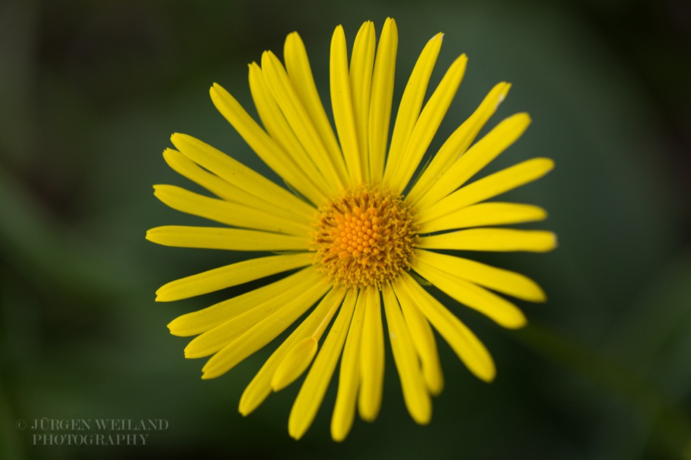 Doronicum orientale Gemswurz Leopards Bane.jpg