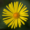 Doronicum orientale Gemswurz Leopards Bane.jpg