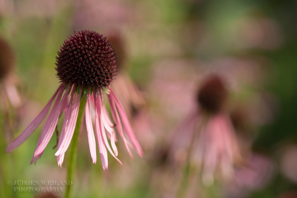 Echinacea angustifolia Narrow leaved purple coneflower.jpg