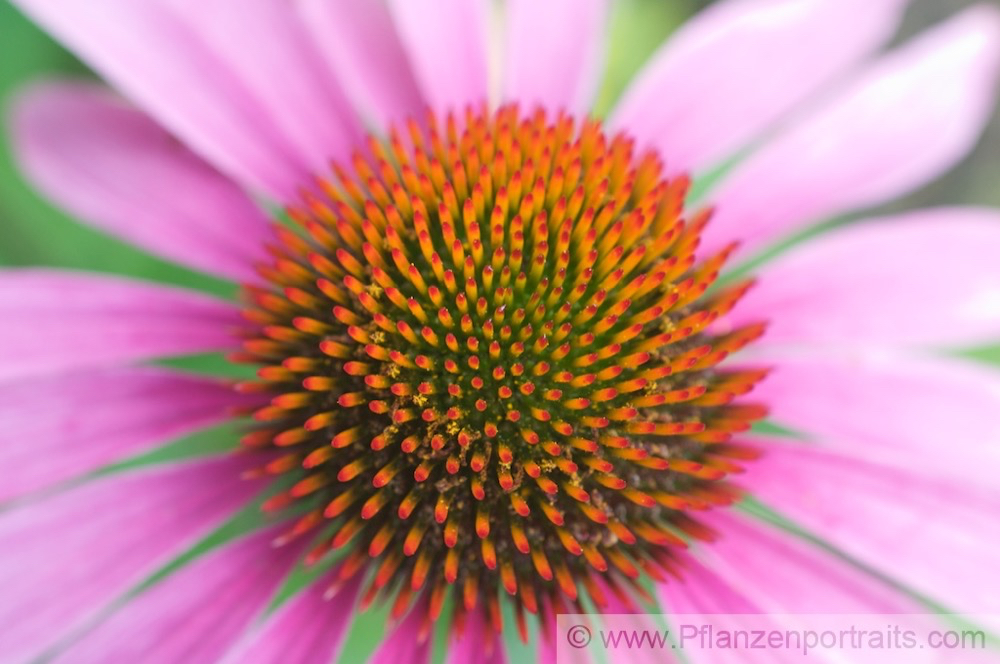 Echinacea purpurea Purpurblumiger Sonnenhut Purple Cone Flower 1.jpg