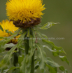 Echinops exaltatus Russische Kugeldistel Russian Globe Thistle 2.jpg