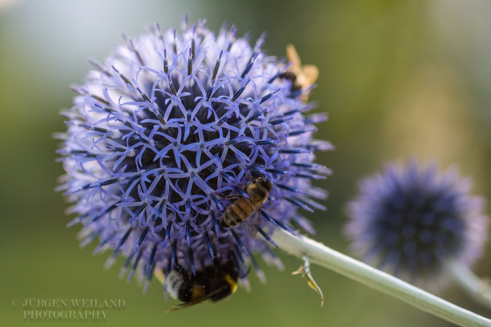 Echinops ritro Kugeldistel Globe Thistle-2.jpg