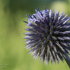 Echinops ritro Kugeldistel Globe Thistle.jpg