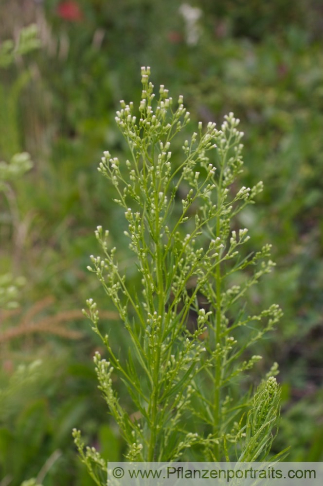 Erigeron Berufkraut Fleabane 2.jpg