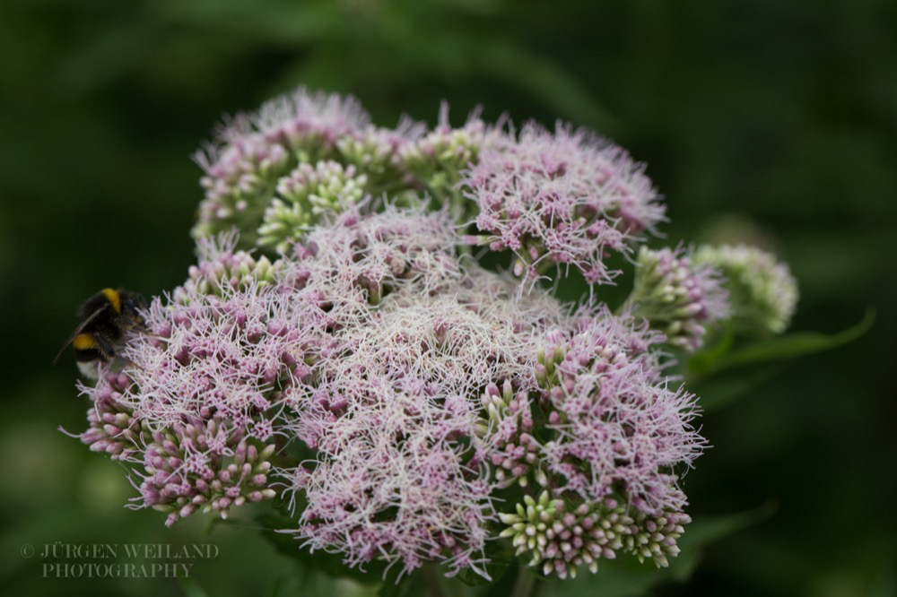 Eupatorium cannabinum Wasserhanf Hemp Agrimony 2.jpg